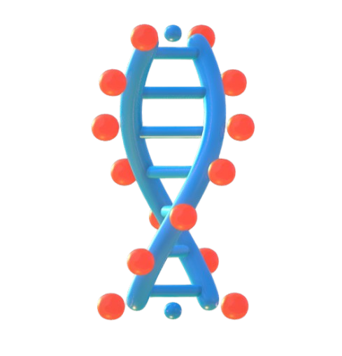DNA Structure